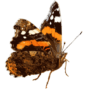 butterfly